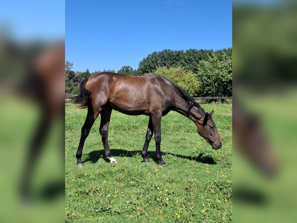 Hannoveraner Stute 1 Jahr 170 cm Brauner in Soltau