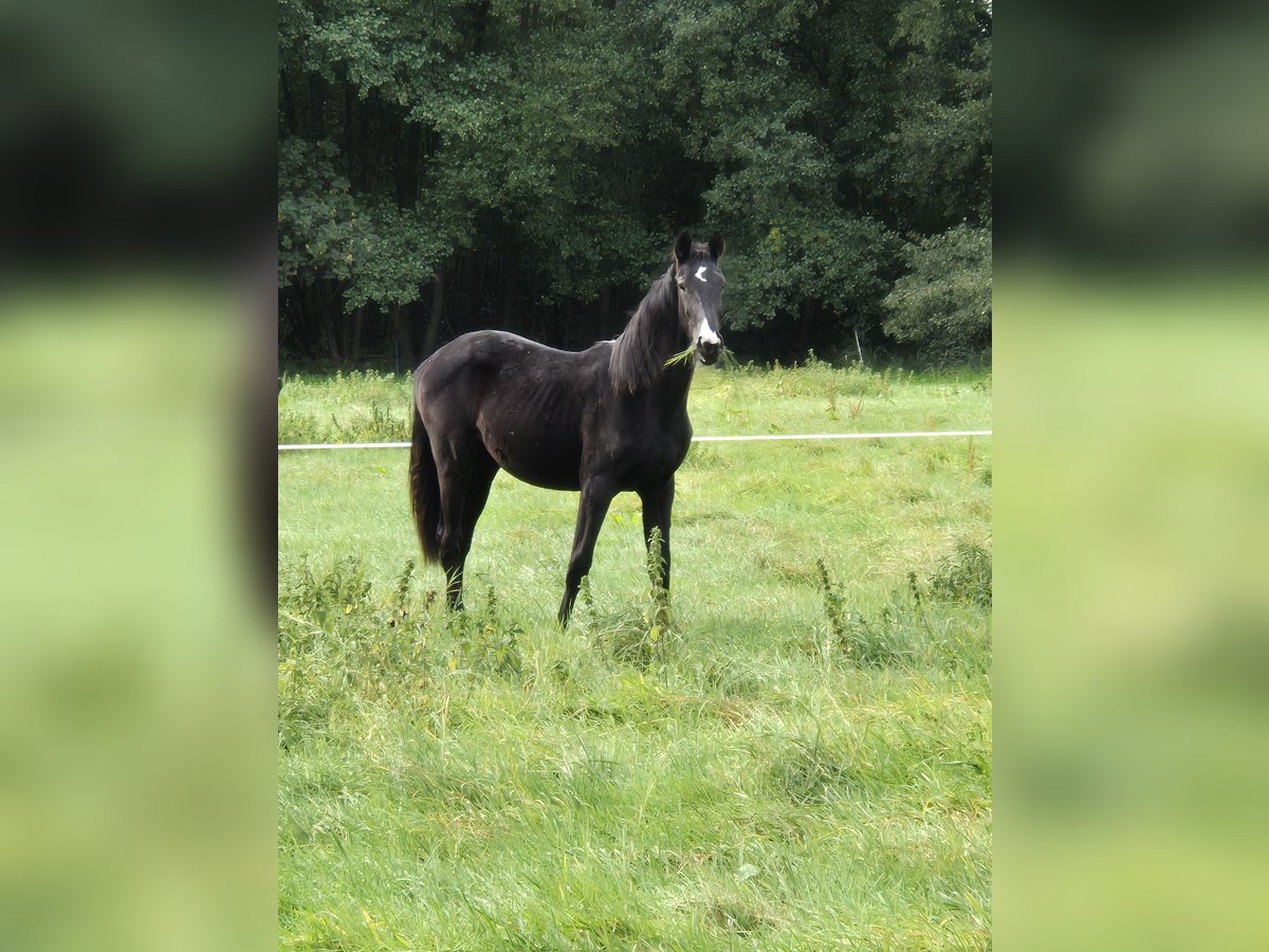 Hannoveraner Stute 1 Jahr 170 cm Rappe in Vienenburg
