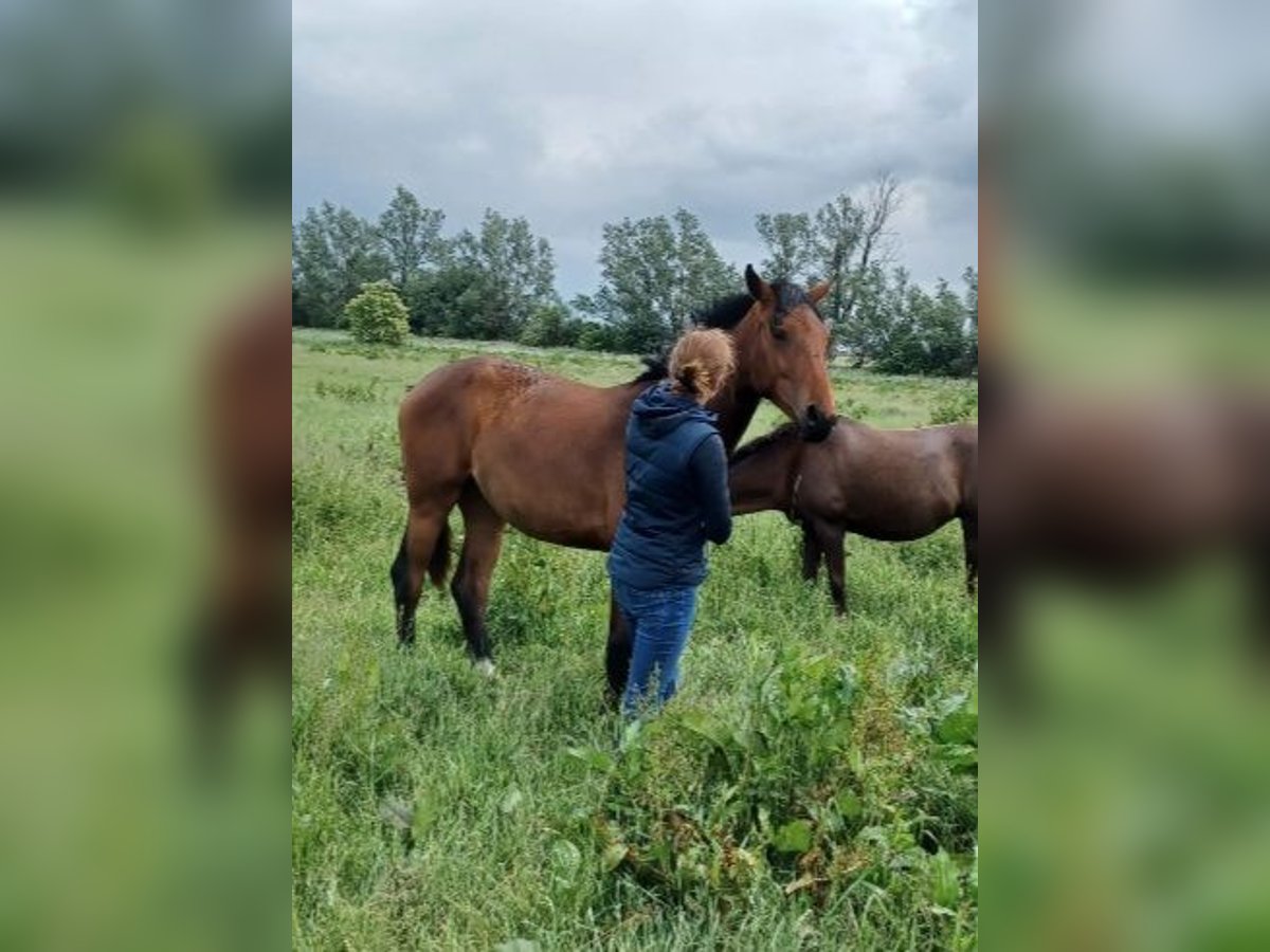 Hannoveraner Stute 1 Jahr 172 cm Brauner in M&#xFC;hlenberge
