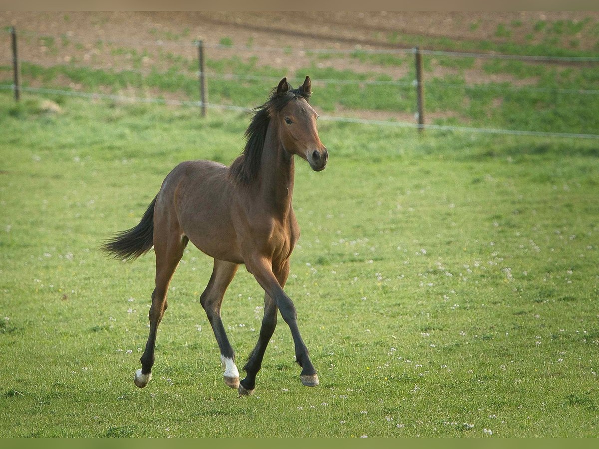 Hannoveraner Stute 1 Jahr Brauner in Burladingen