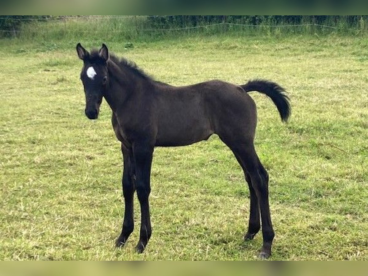 Hannoveraner Stute 1 Jahr Kann Schimmel werden in Neukalen