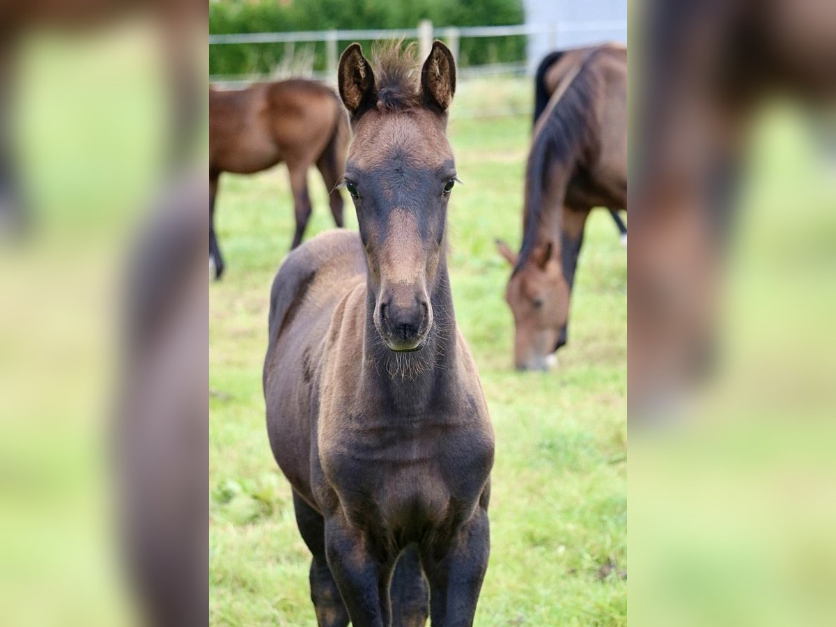 Hannoveraner Stute 1 Jahr Rappe in Glandorf