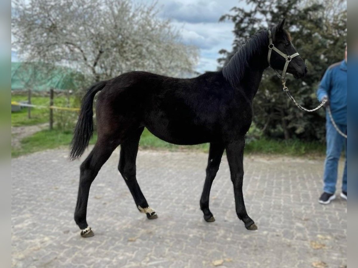 Hannoveraner Stute 1 Jahr Schwarzbrauner in Gro&#xDF;derschau