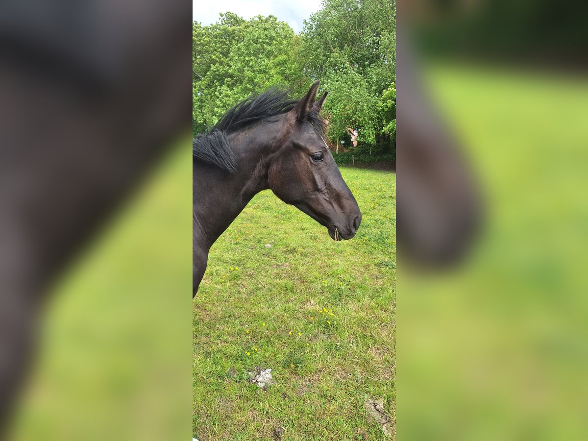 Hannoveraner Stute 1 Jahr in Dornum