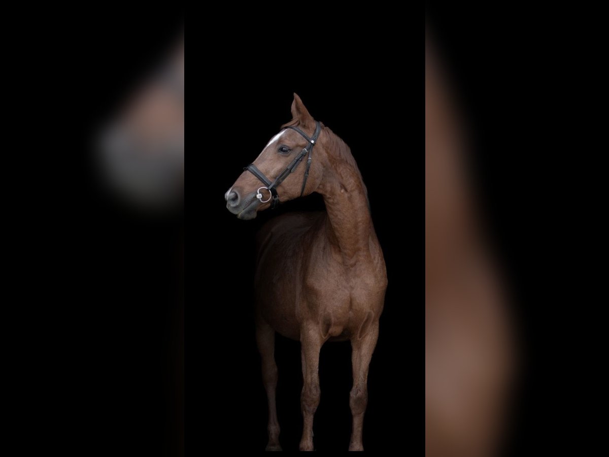 Hannoveraner Stute 20 Jahre 164 cm Fuchs in Meisdorf