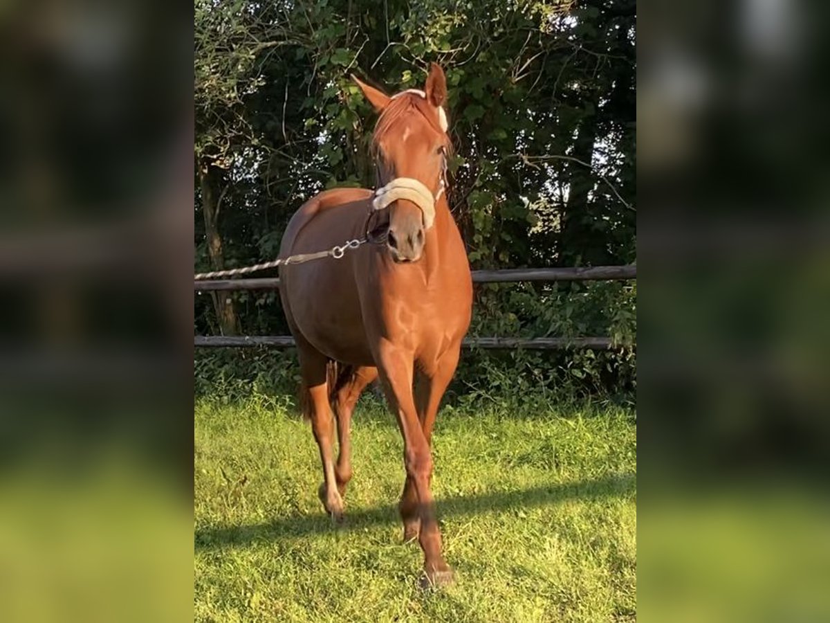 Hannoveraner Stute 2 Jahre 159 cm Fuchs in Ottersberg