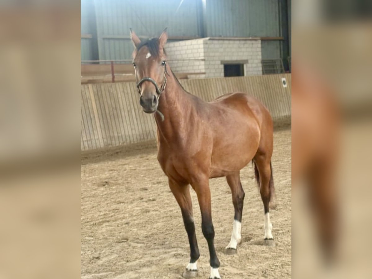 Hannoveraner Stute 2 Jahre 161 cm Brauner in Rommerskirchen