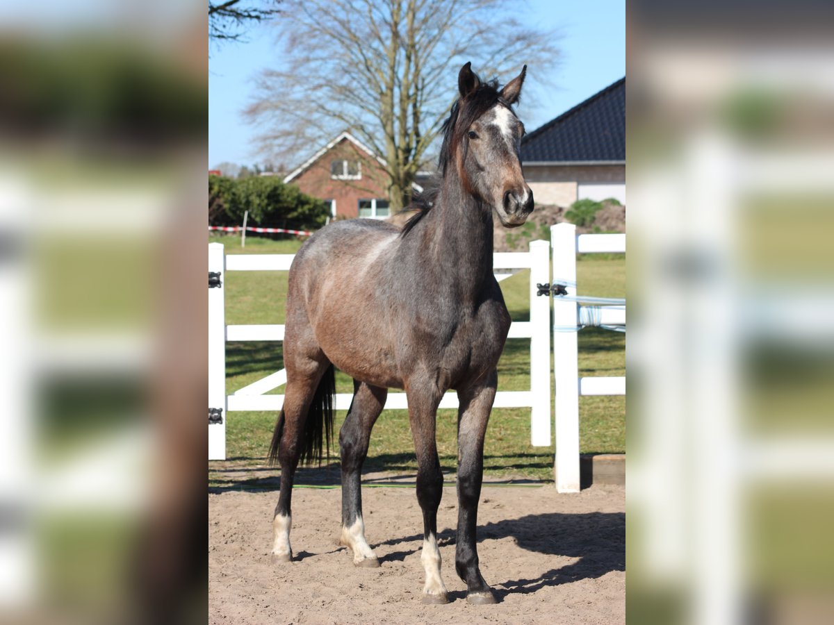 Hannoveraner Stute 2 Jahre 161 cm Schimmel in Leer (Ostfriesland)