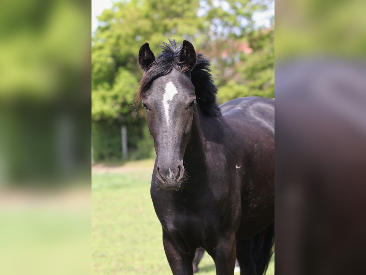 Hannoveraner Stute 2 Jahre 163 cm Rappe in Au in der Hallertau