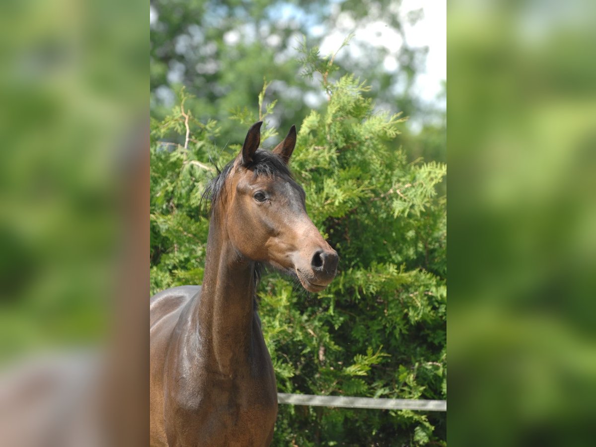 Hannoveraner Stute 2 Jahre 164 cm Brauner in Bockenem