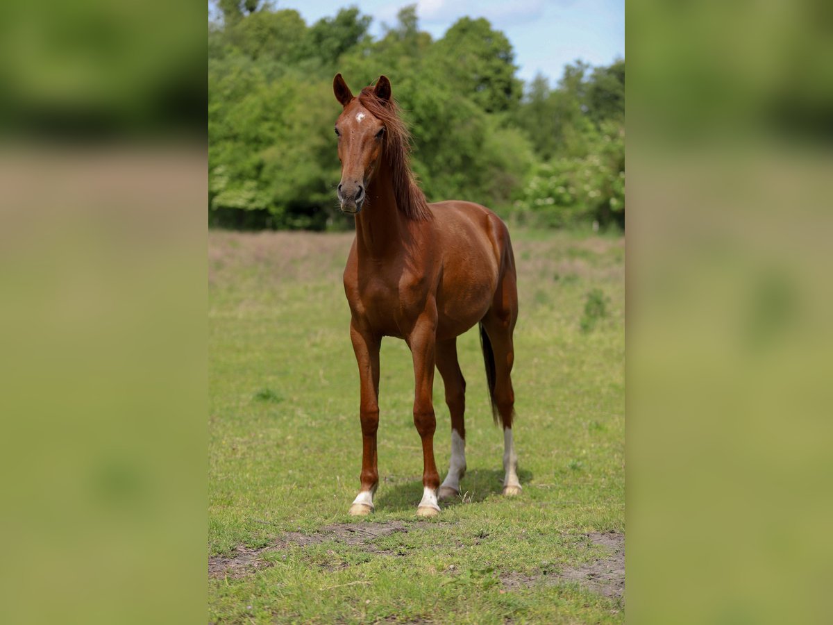 Hannoveraner Stute 2 Jahre 165 cm Fuchs in Wolfsburg