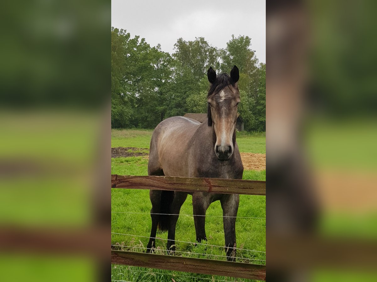 Hannoveraner Stute 2 Jahre 166 cm Schimmel in Handeloh