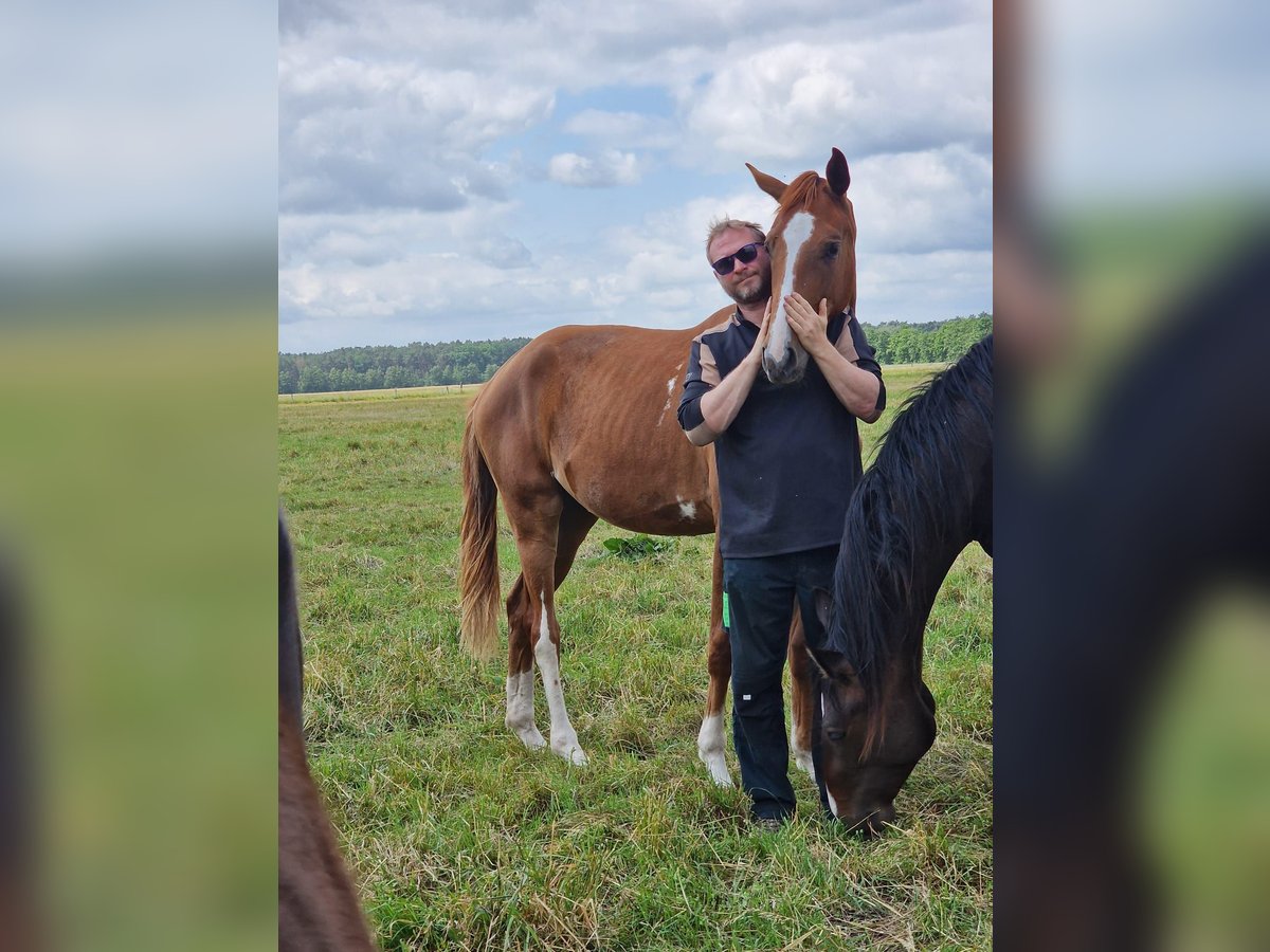 Hannoveraner Stute 2 Jahre 168 cm Fuchs in Lutherstadt Wittenberg