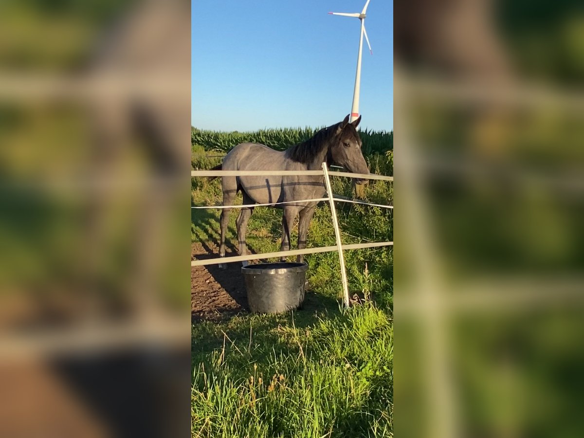 Hannoveraner Stute 2 Jahre 170 cm Apfelschimmel in Wagenfeld