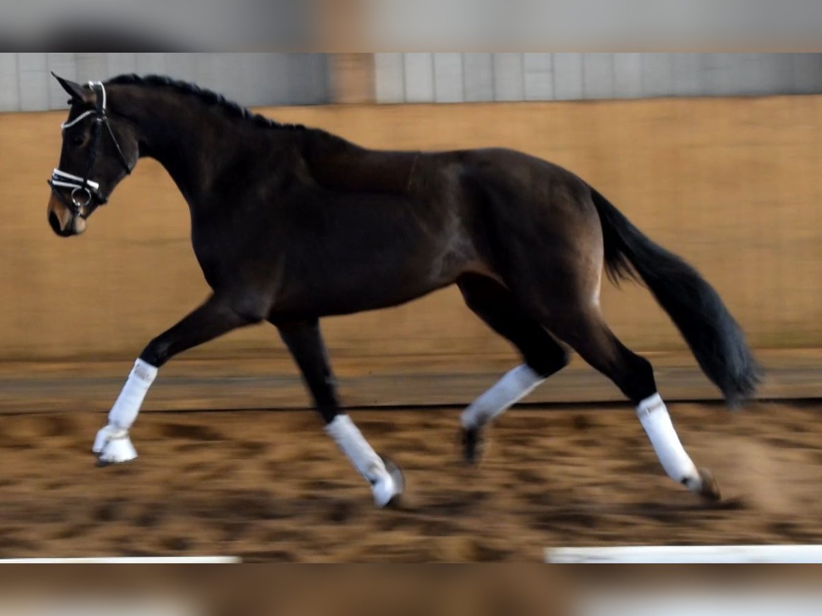 Hannoveraner Stute 3 Jahre 160 cm Brauner in Fredenbeck