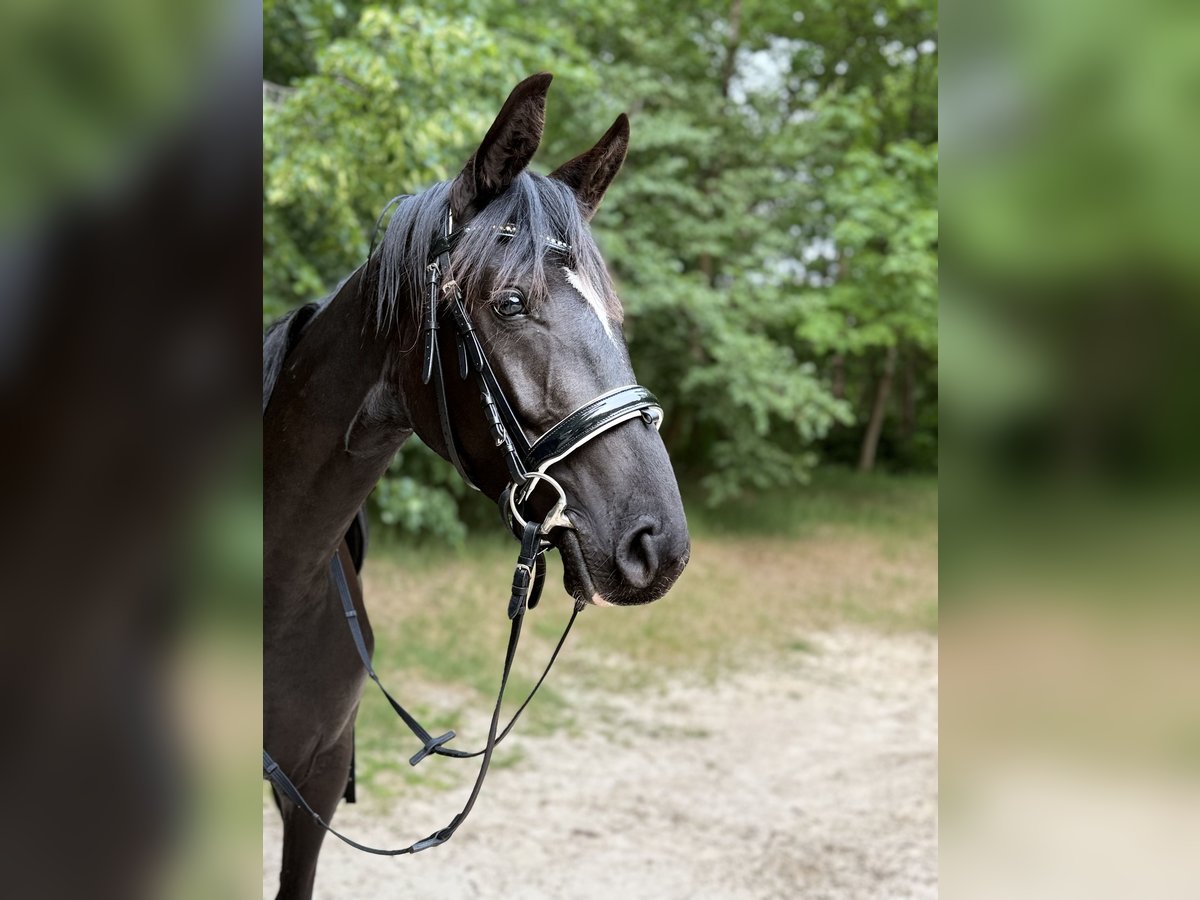 Hannoveraner Stute 3 Jahre 160 cm Rappe in Uplengen