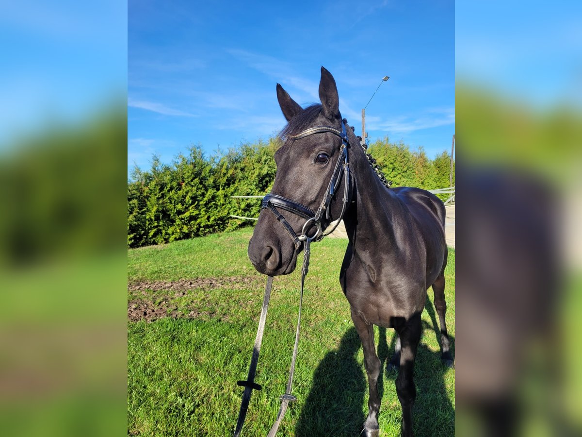 Hannoveraner Stute 3 Jahre 160 cm Rappe in Salzwedel