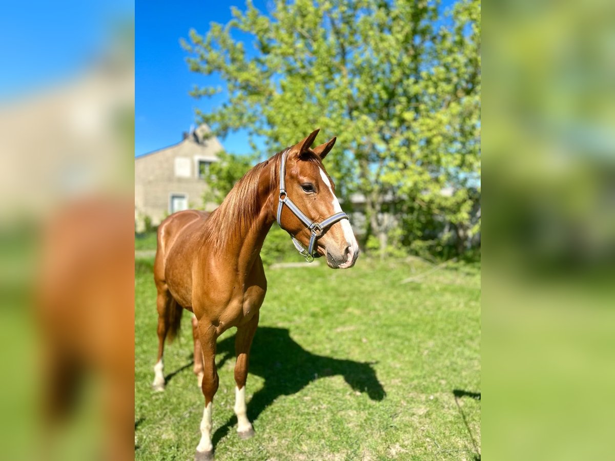Hannoveraner Stute 3 Jahre 161 cm Fuchs in Kubsch&#xFC;tz