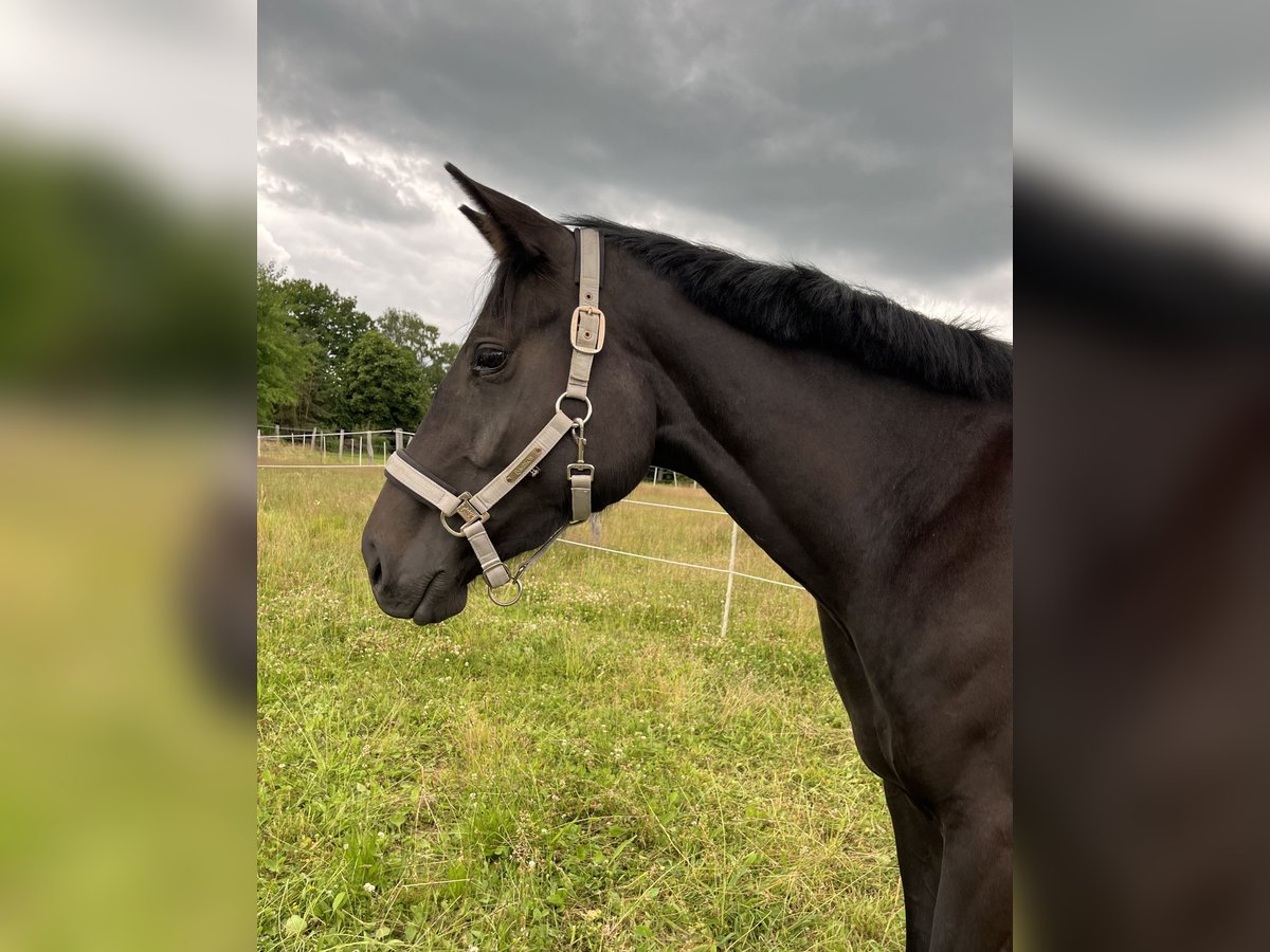 Hannoveraner Stute 3 Jahre 161 cm Rappe in L&#xFC;chow