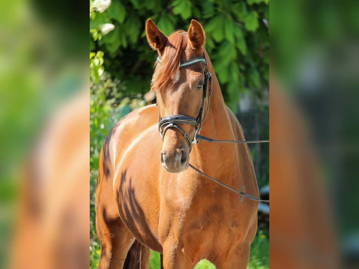 Hannoveraner Stute 3 Jahre 162 cm Dunkelfuchs in Hilden