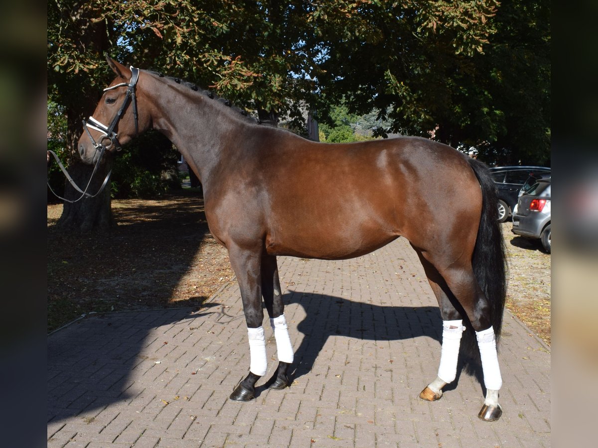 Hannoveraner Stute 3 Jahre 163 cm Brauner in Fredenbeck
