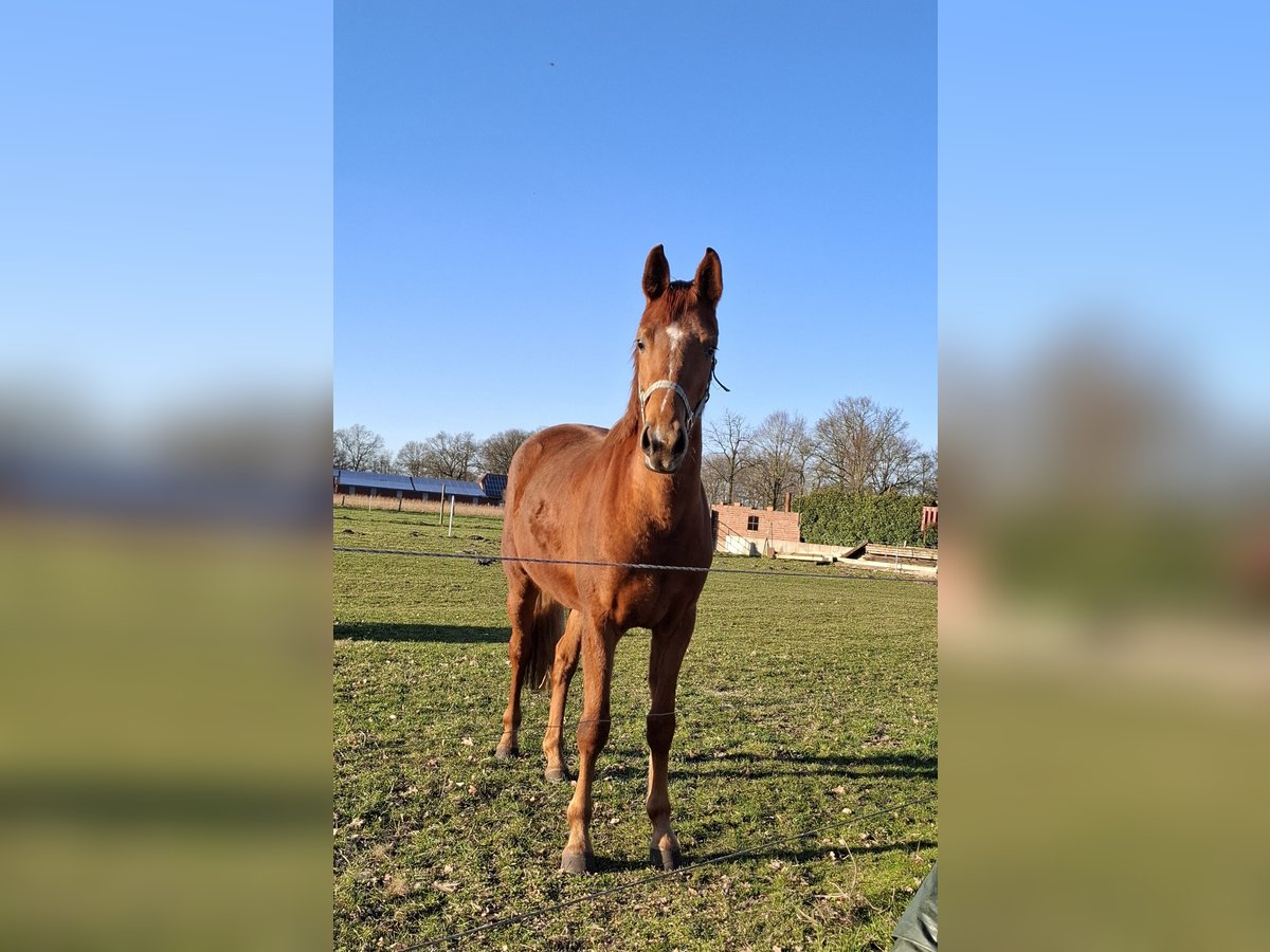 Hannoveraner Stute 3 Jahre 163 cm Fuchs in Schapen