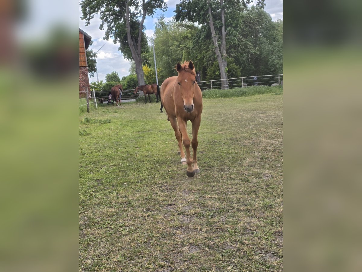 Hannoveraner Stute 3 Jahre 163 cm Fuchs in Velpke