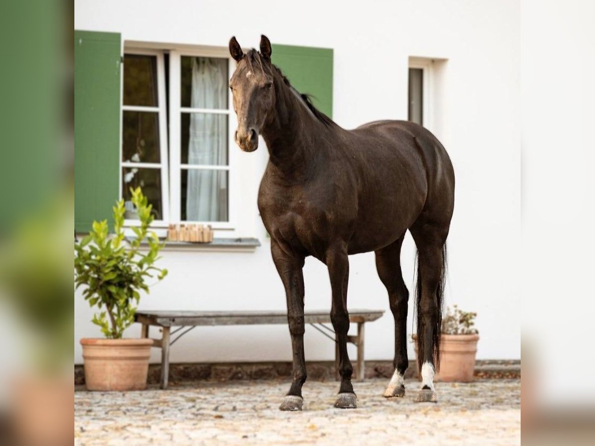 Hannoveraner Stute 3 Jahre 163 cm Rappe in Priestewitz