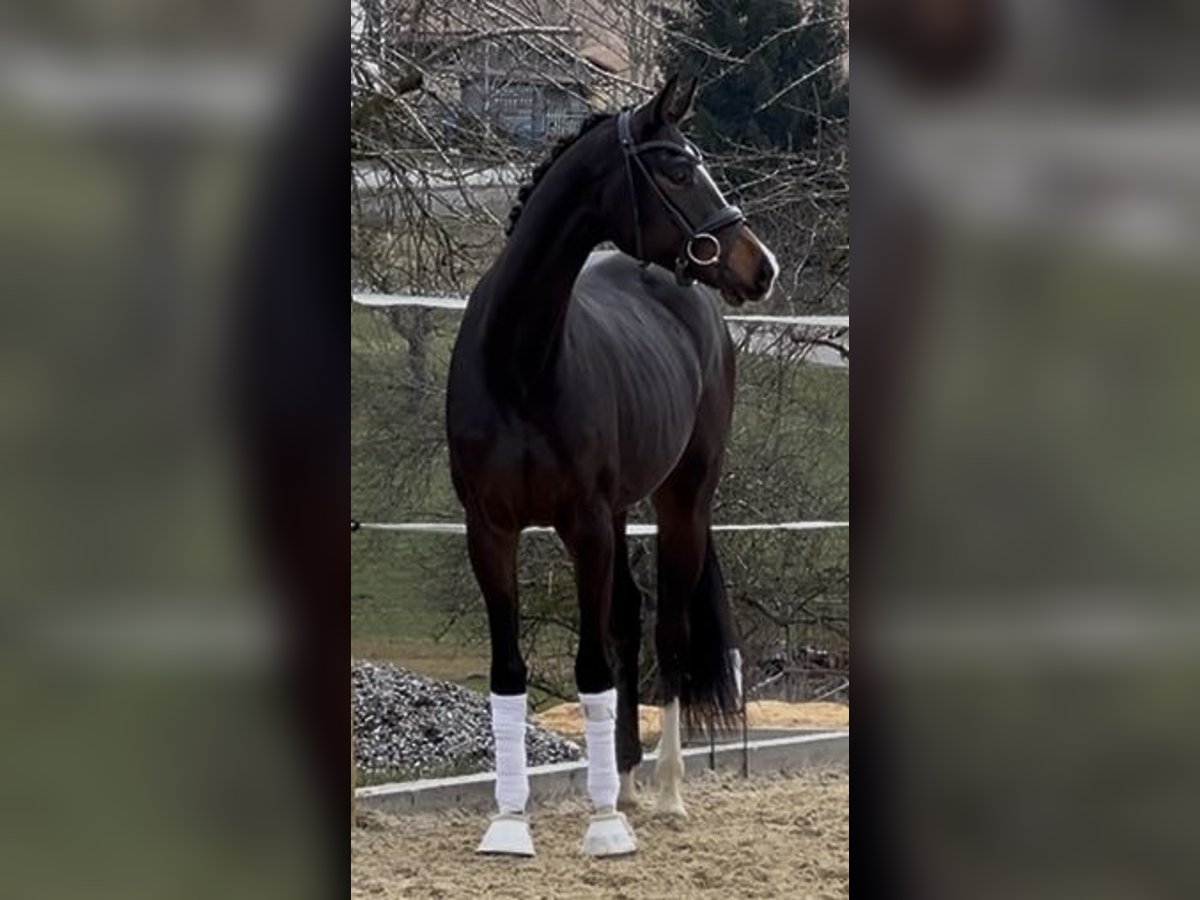 Hannoveraner Stute 3 Jahre 164 cm Dunkelbrauner in Heiligenberg