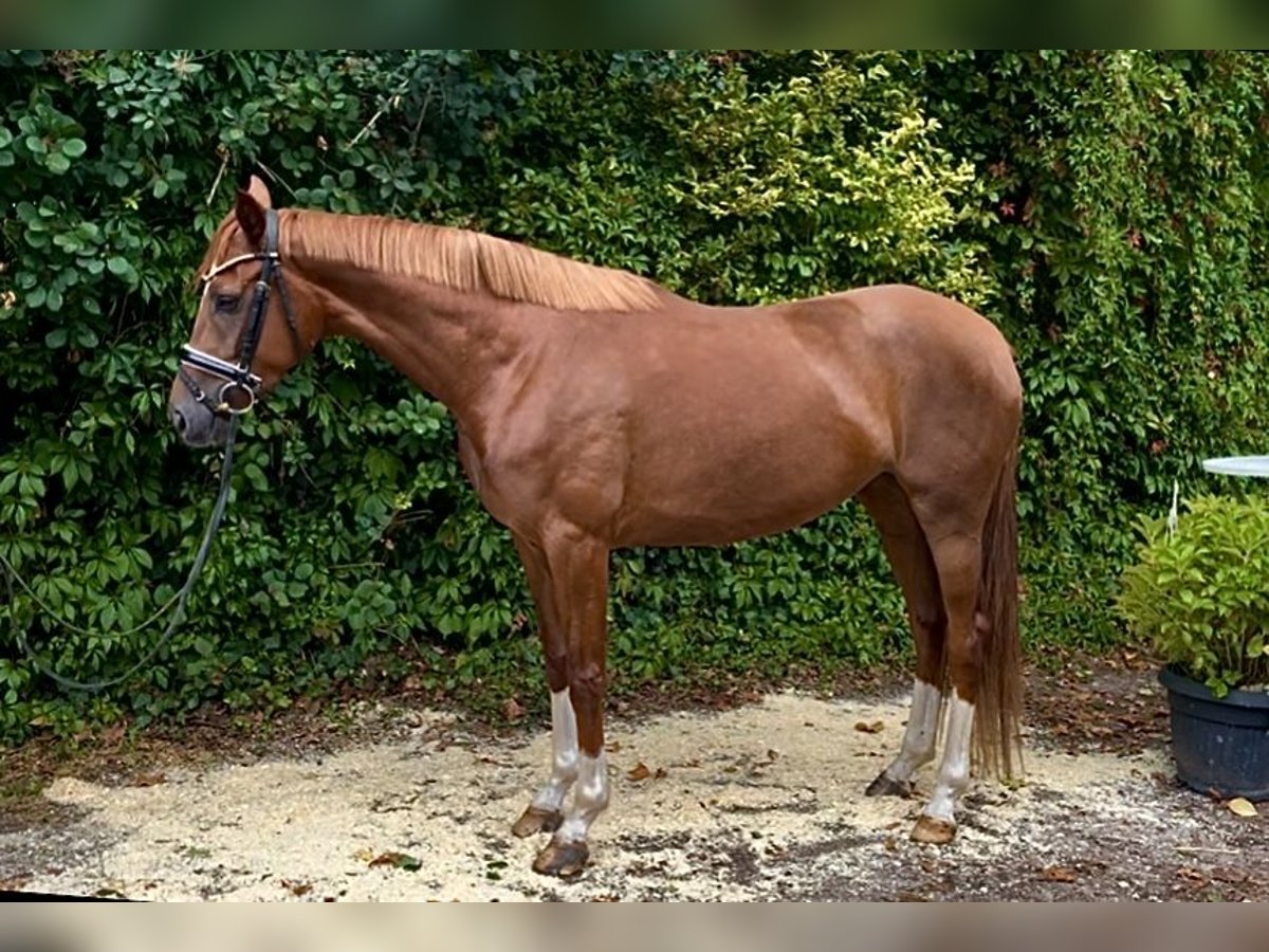 Hannoveraner Stute 3 Jahre 164 cm Fuchs in Kirchlinteln