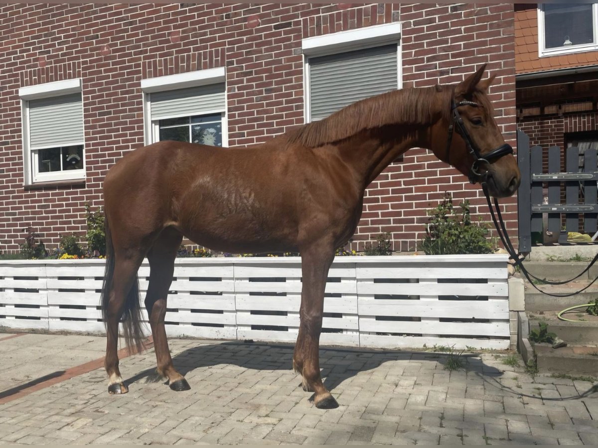 Hannoveraner Stute 3 Jahre 164 cm Fuchs in Bremervörde