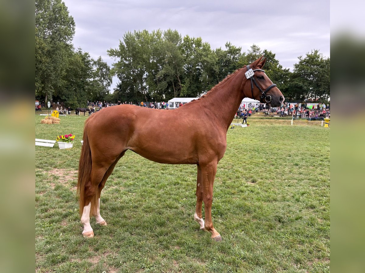 Hannoveraner Stute 3 Jahre 165 cm Fuchs in G&#xF6;ttingen