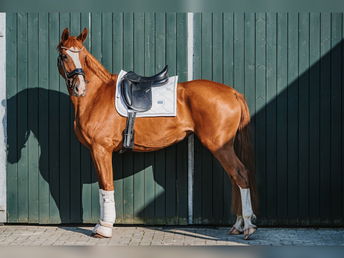 Hannoveraner Stute 3 Jahre 165 cm Fuchs in Hesel