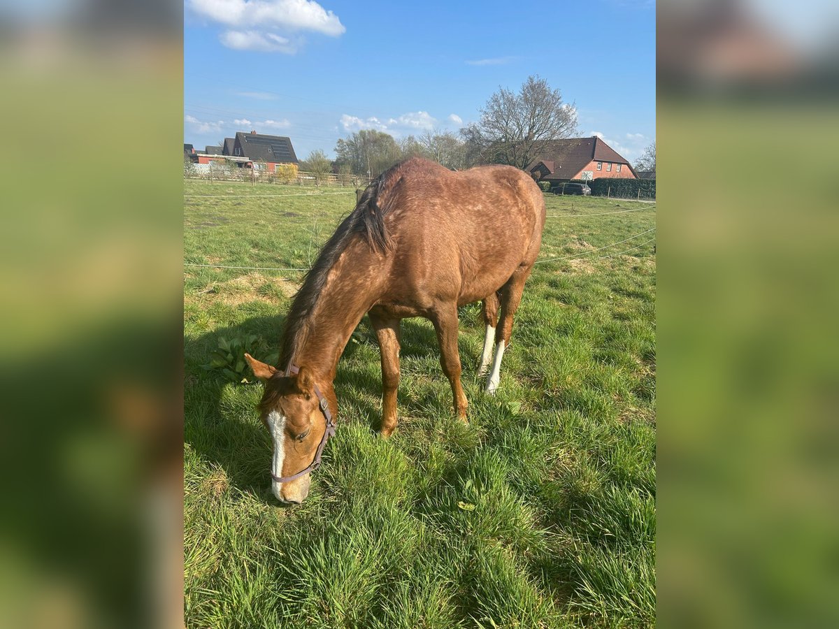 Hannoveraner Stute 3 Jahre 165 cm Fuchs in Moormerland