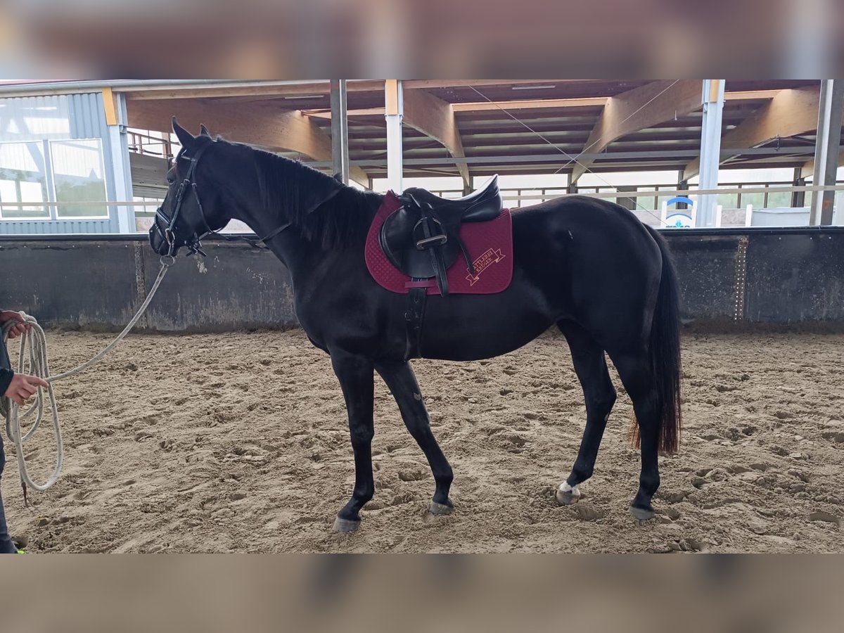 Hannoveraner Stute 3 Jahre 165 cm Rappe in Heidgraben Hannoveraner Stute 3 Jahre 165 cm Rappe in Heidgraben