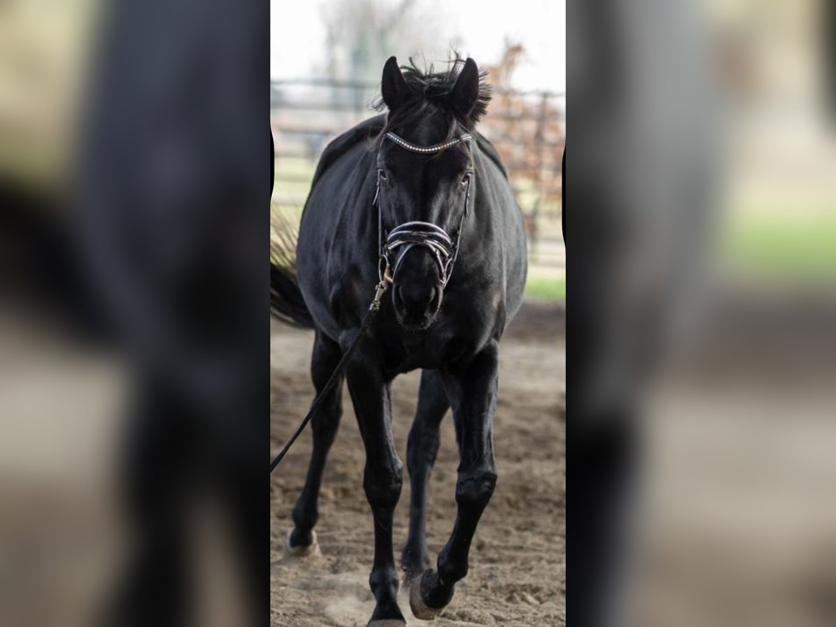 Hannoveraner Stute 3 Jahre 165 cm Rappe in Tornesch