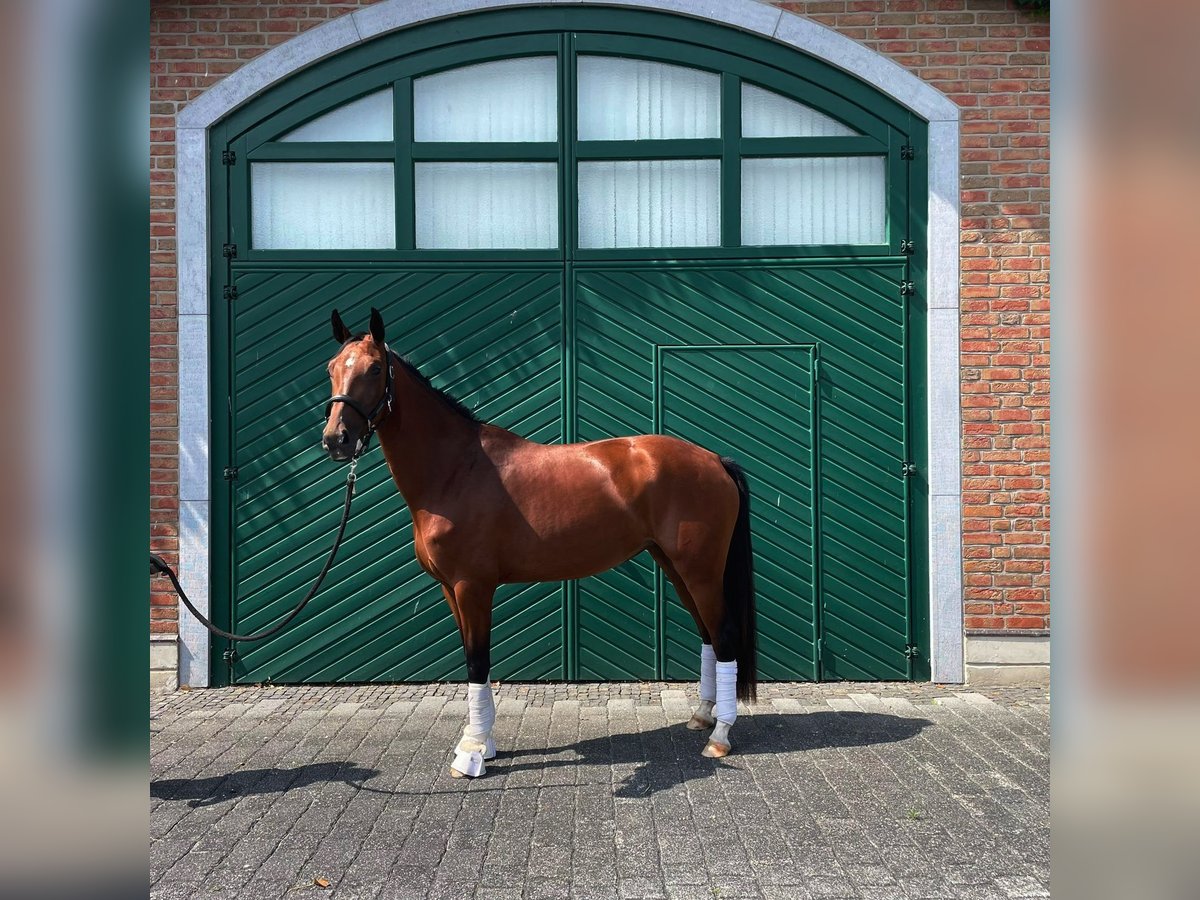 Hannoveraner Stute 3 Jahre 166 cm Fuchs in Aachen