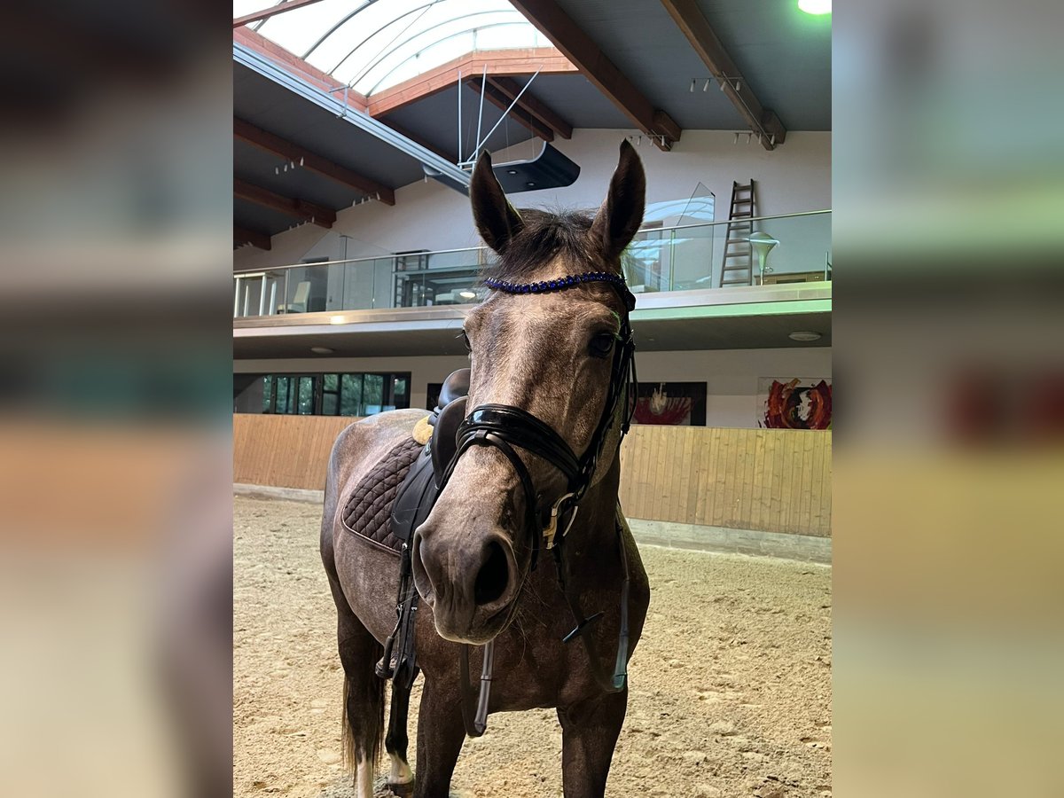 Hannoveraner Stute 3 Jahre 166 cm Schimmel in Osterholz-Scharmbeck