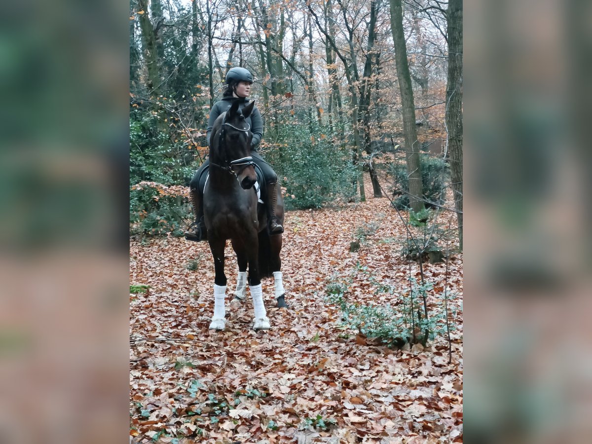 Hannoveraner Stute 3 Jahre 167 cm Brauner in Barenburg