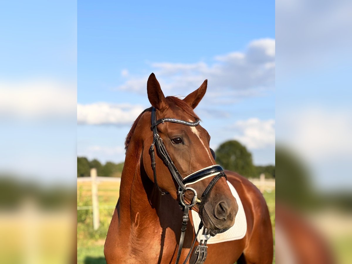 Hannoveraner Stute 3 Jahre 167 cm Fuchs in Celle
