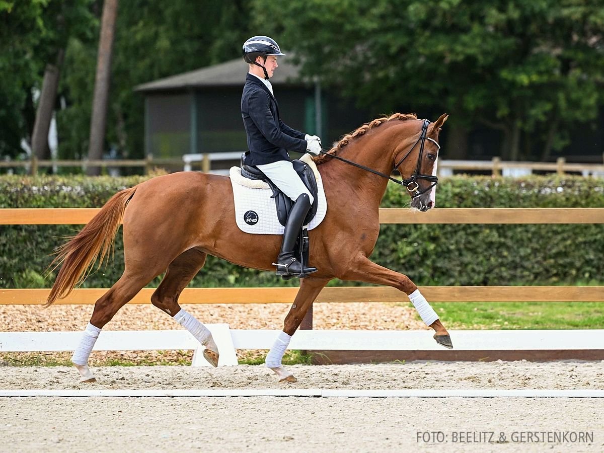 Hannoveraner Stute 3 Jahre 167 cm Fuchs in Verden