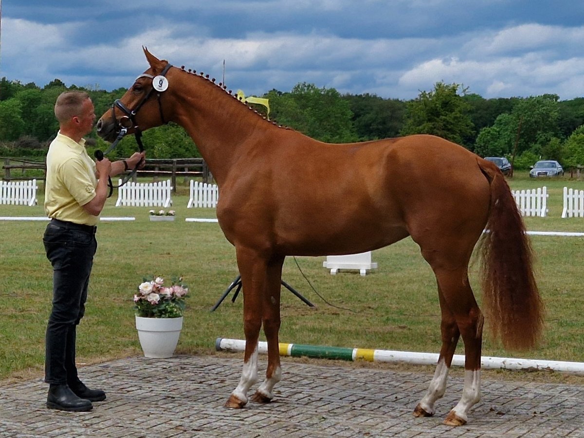 Hannoveraner Stute 3 Jahre 167 cm Fuchs in Celle