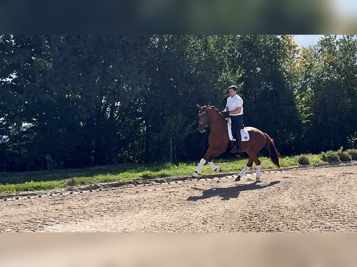 Hannoveraner Stute 3 Jahre 167 cm Fuchs in Rosdorf