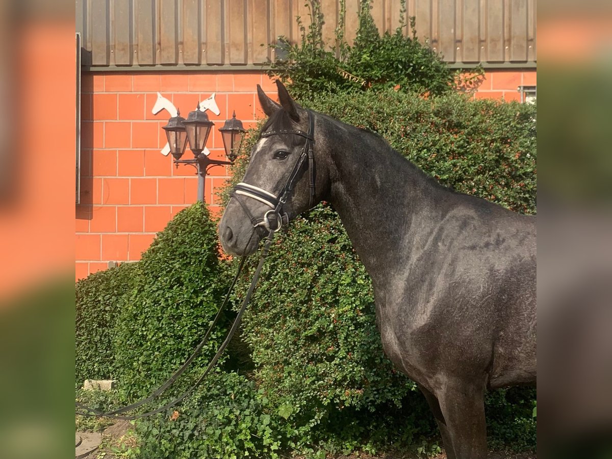 Hannoveraner Stute 3 Jahre 167 cm Rappschimmel in Hepstedt