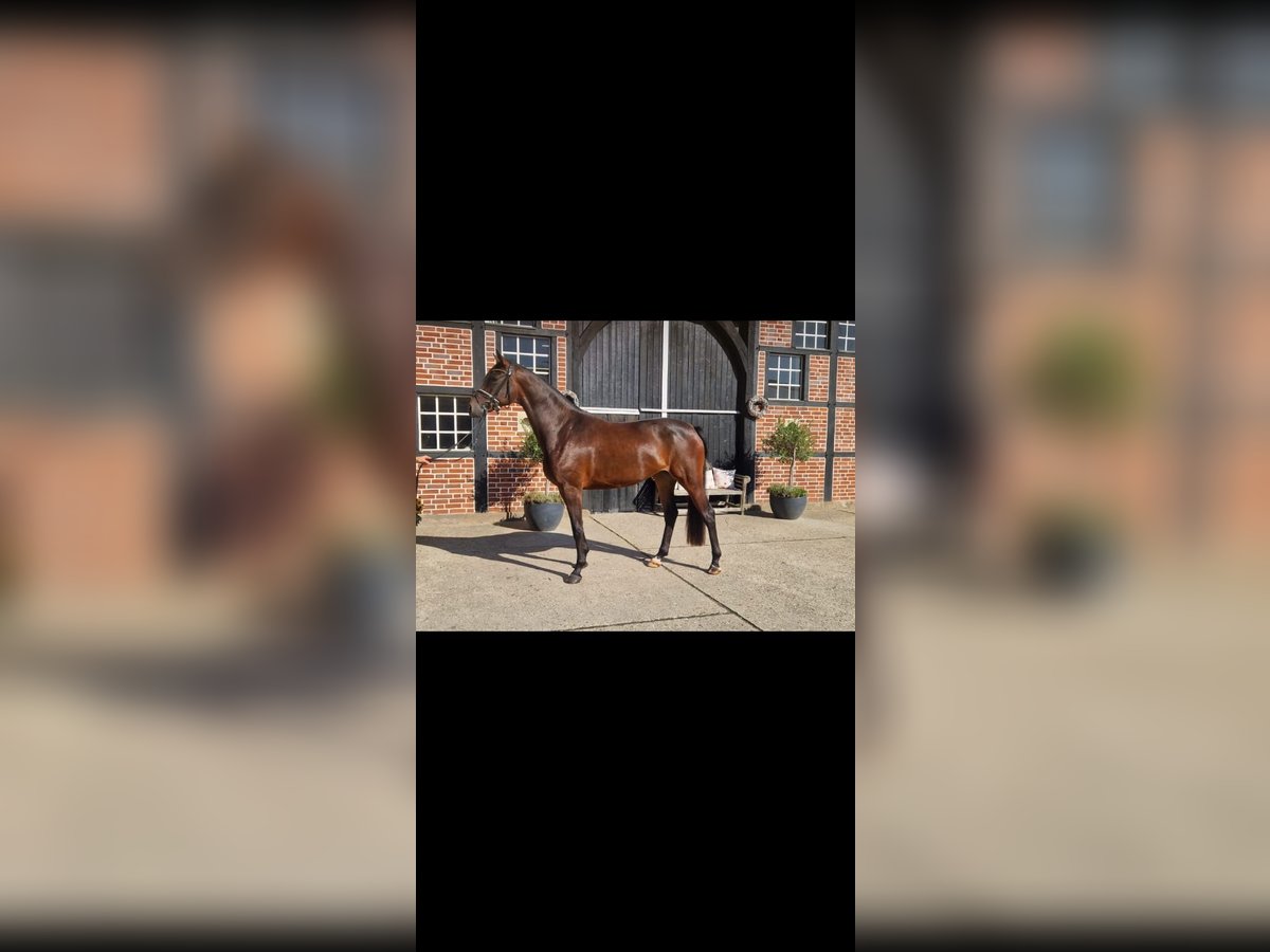 Hannoveraner Stute 3 Jahre 168 cm Brauner in Coesfeld