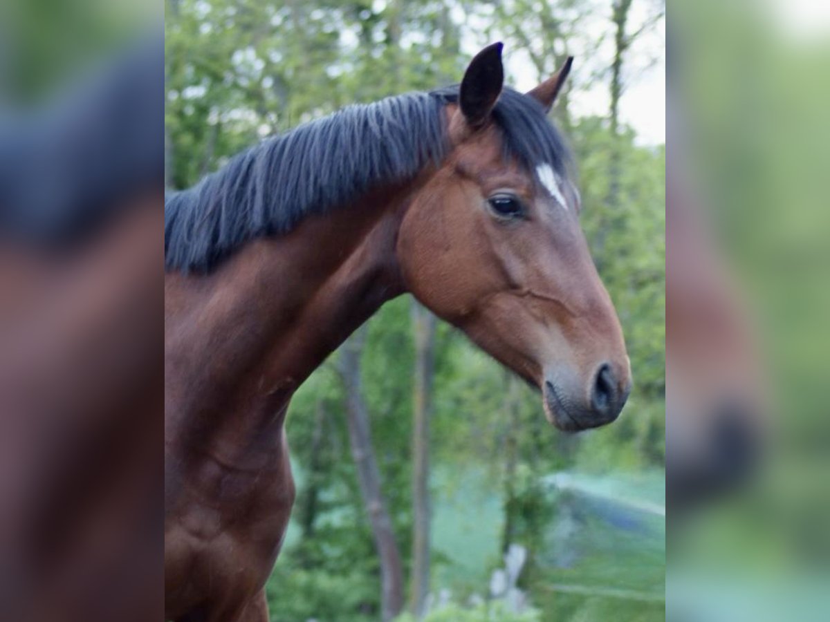 Hannoveraner Stute 3 Jahre 168 cm Brauner in Rosdorf