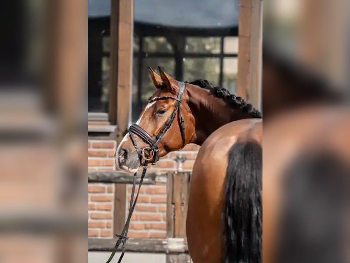 Hannoveraner Stute 3 Jahre 168 cm Brauner in Heidesheim am Rhein