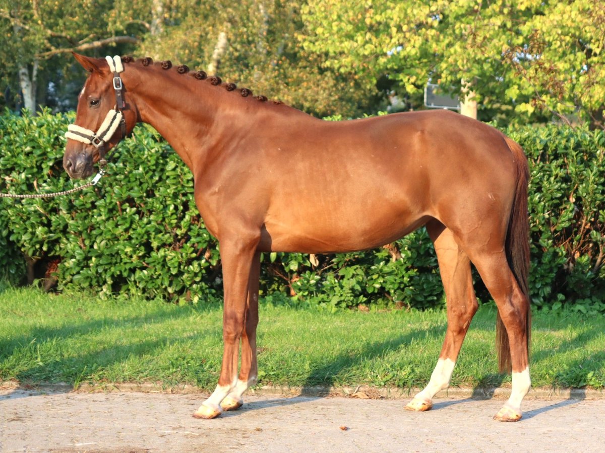 Hannoveraner Stute 3 Jahre 168 cm Fuchs in Selsingen