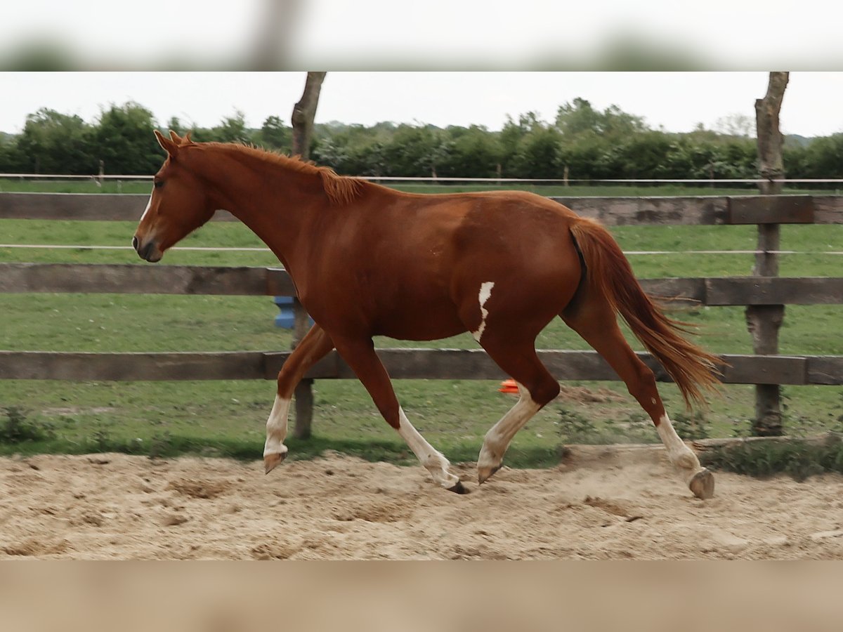 Hannoveraner Stute 3 Jahre 168 cm Fuchs in Wittingen