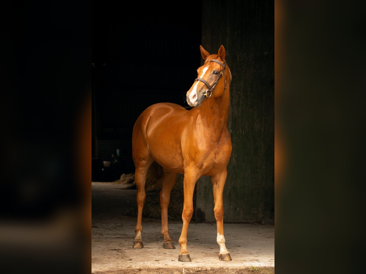 Hannoveraner Stute 3 Jahre 168 cm Fuchs in W&#xFC;rselen